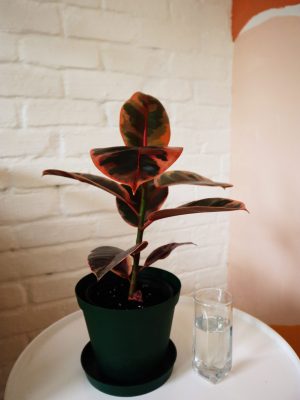 ruby rubber plant in 15 cm nursery pot