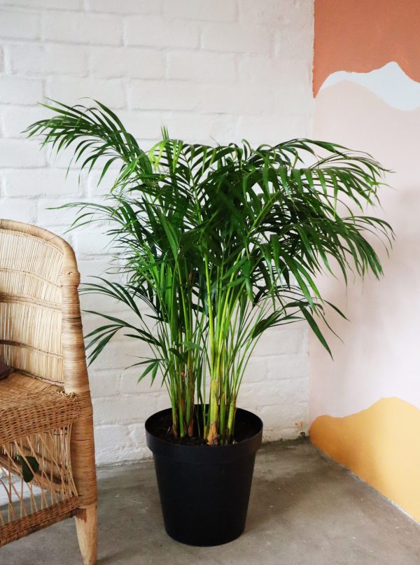 Areca palm in 30cm nursery pot