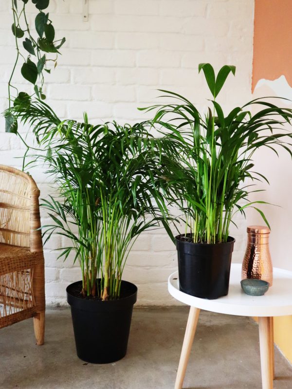 Areca palm in 30cm nursery pot and bamboo palm large n 20cm nursery pot