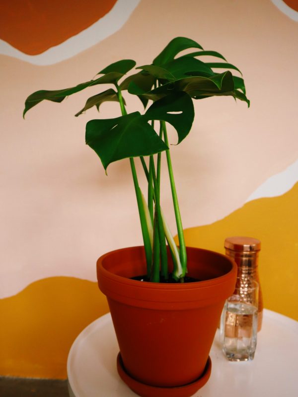 Monstera 20cm in terracotta pot with saucer