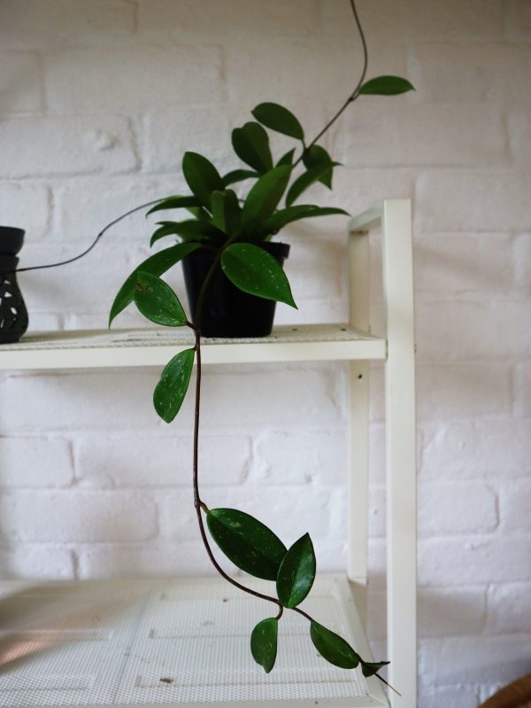 Hoya carnosa in 12cm nursery pot