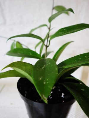 Hoya carnosa in 12cm nursery pot