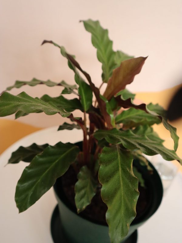 Calathea Rufibarba in 15cm pot