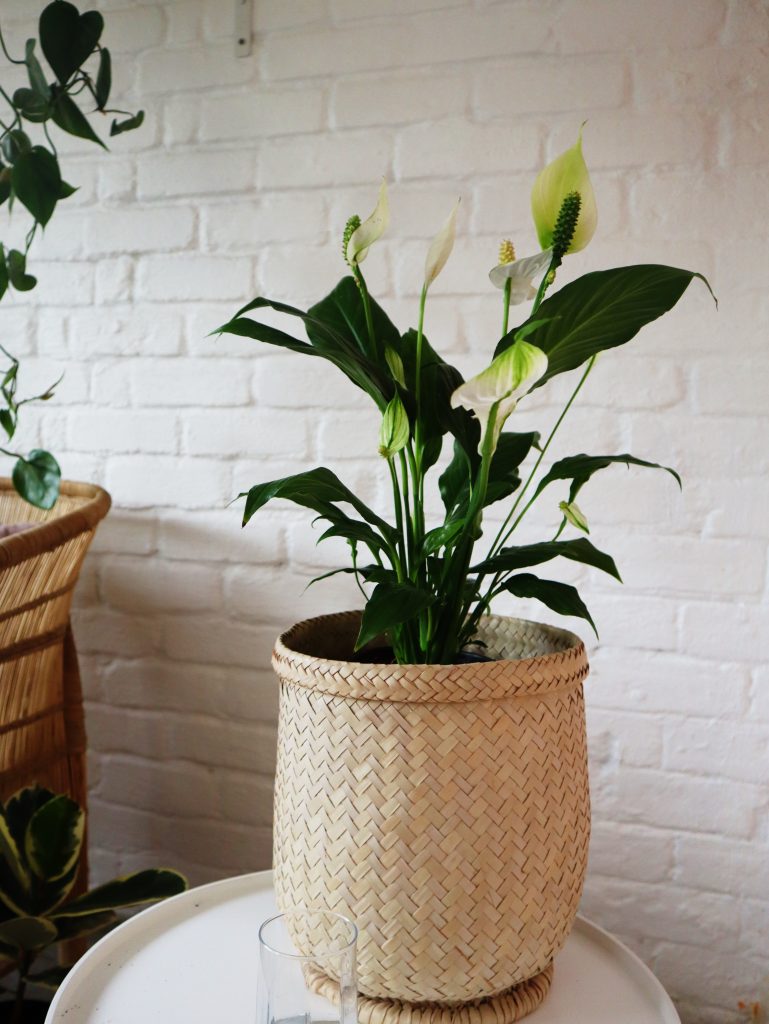 peace lily in 15cm nursery pot