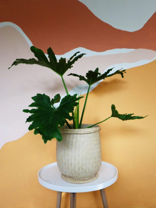 philodendron hope in 25cm nursery pot